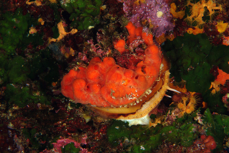 Spondylus gaederopus